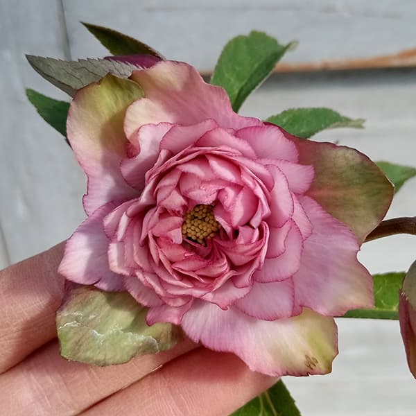 松村ナーセリーさんのクリスマスローズ：25-30ダブル マルチペタル4号  