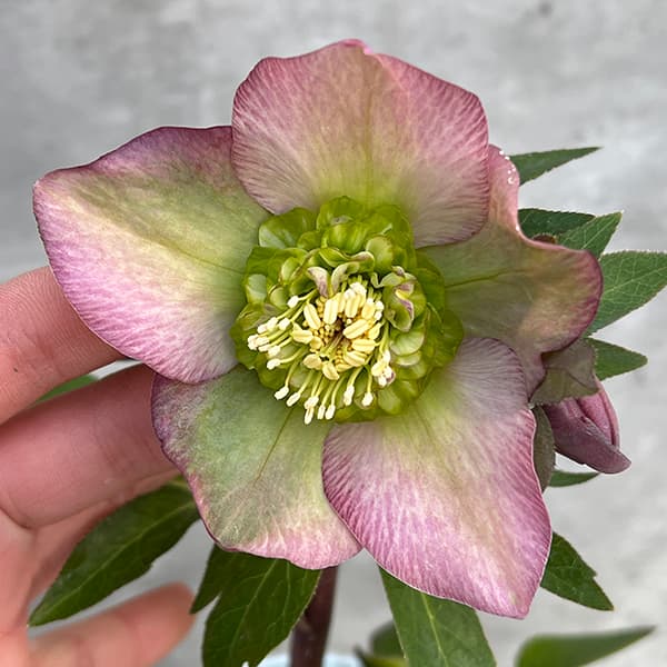 クリスマスローズ セミダブル 4号 ☆クリスマスローズ☆セミダブル☆4