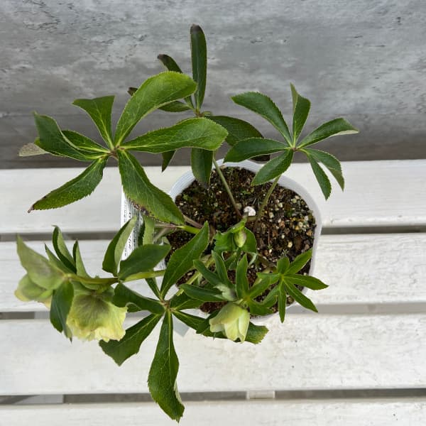 松村ナーセリーさんのクリスマスローズ：25-50ダブル　マルチペタル5号ポット