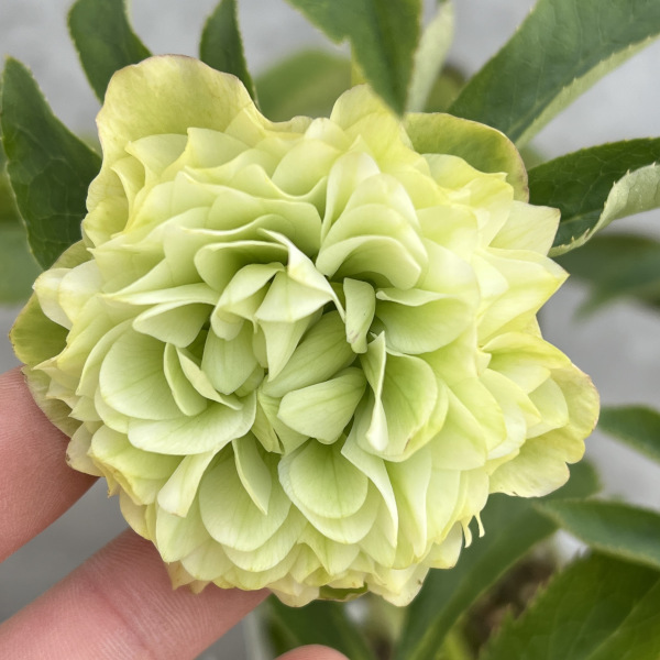 松村ナーセリーさんのクリスマスローズ：25-50ダブル　マルチペタル5号ポット