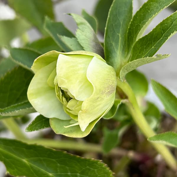 松村ナーセリーさんのクリスマスローズ：25-50ダブル　マルチペタル5号ポット