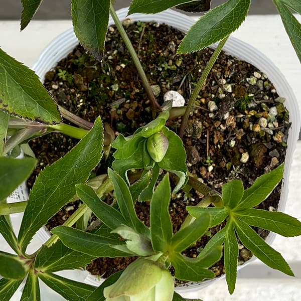 松村ナーセリーさんのクリスマスローズ：25-50ダブル　マルチペタル5号ポット