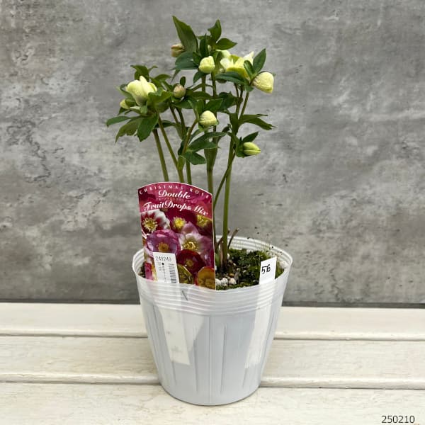 ☆、＊ひまわり＊様ご購入苗★㉕-516㉕-556㉕-561クリスマスローズ ☆、＊ひまわり＊様ご購入苗☆㉕-516㉕-556㉕-561クリスマスローズ