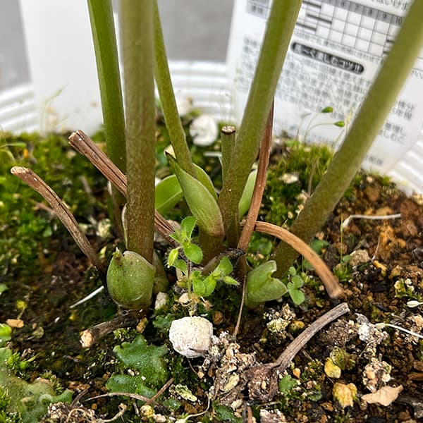 園芸ネット本店｜松村ナーセリーさんのクリスマスローズ：25-56ダブル