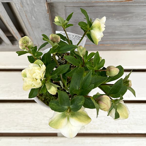 園芸ネット本店｜松村ナーセリーさんのクリスマスローズ：25-56ダブル