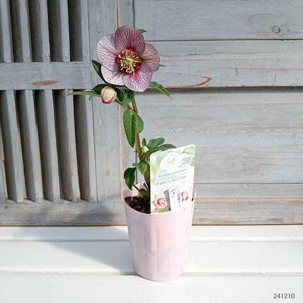 園芸ネット本店｜松村ナーセリーさんのクリスマスローズ：25-86