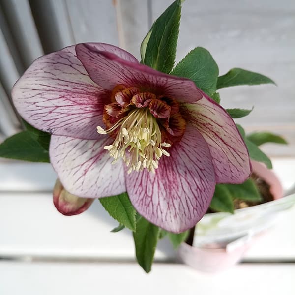 園芸ネット本店｜松村ナーセリーさんのクリスマスローズ：25-86