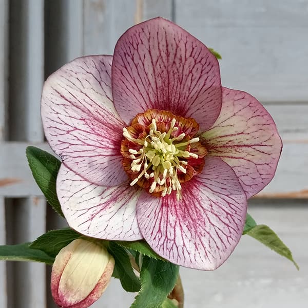 専用(2個) コロンとカップ系クリスマスローズ、苗、開花株 【公式通販】