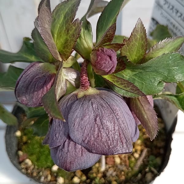 園芸ネット本店｜松村ナーセリーさんのクリスマスローズ：25-96