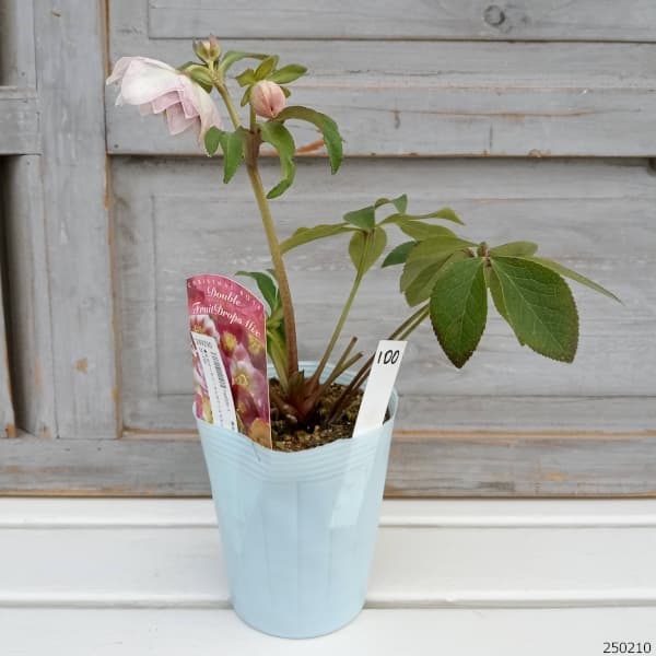 園芸ネット本店｜松村ナーセリーさんのクリスマスローズ：25-100ダブル