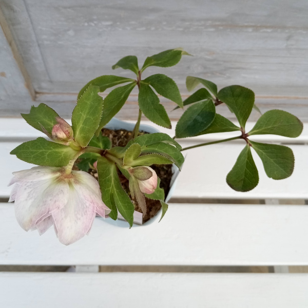 園芸ネット本店｜松村ナーセリーさんのクリスマスローズ：25-100ダブル