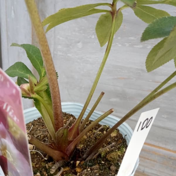 園芸ネット本店｜松村ナーセリーさんのクリスマスローズ：25-100ダブル