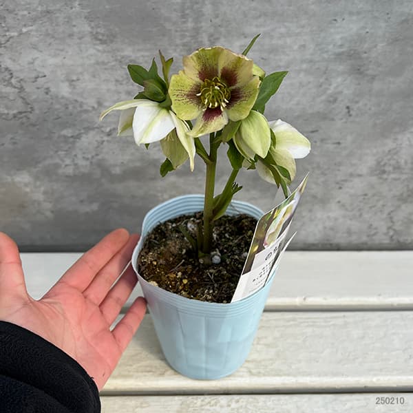 園芸ネット本店｜松村ナーセリーさんのクリスマスローズ：25-102のち紅