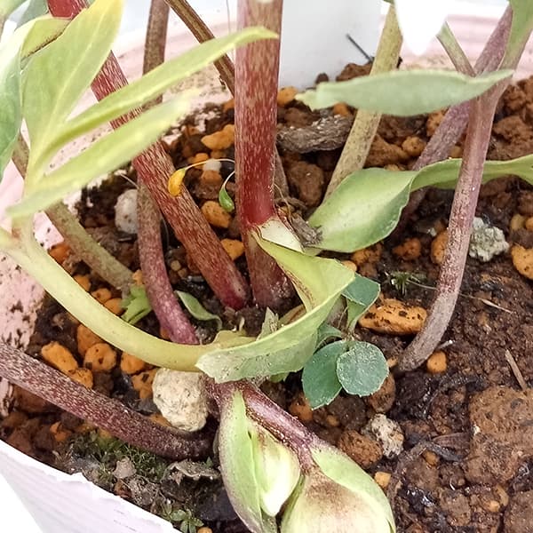 園芸ネット本店｜松村ナーセリーさんのクリスマスローズ：25-104ニゲル