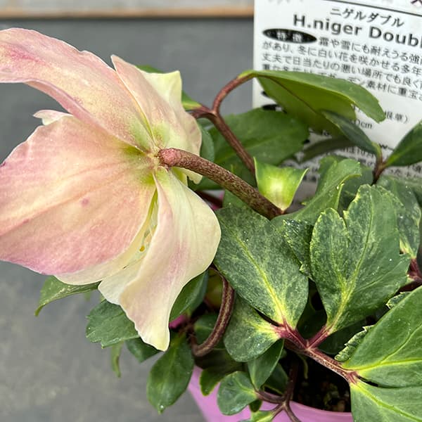 園芸ネット本店｜松村ナーセリーさんのクリスマスローズ（原種系