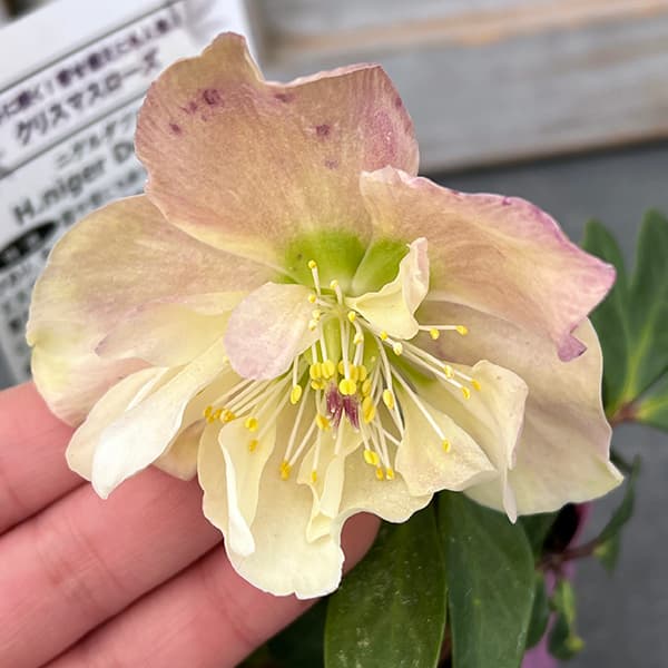 園芸ネット本店｜松村ナーセリーさんのクリスマスローズ（原種系