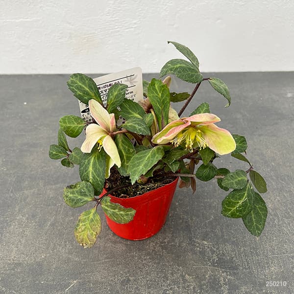 園芸ネット本店｜松村ナーセリーさんのクリスマスローズ（原種系