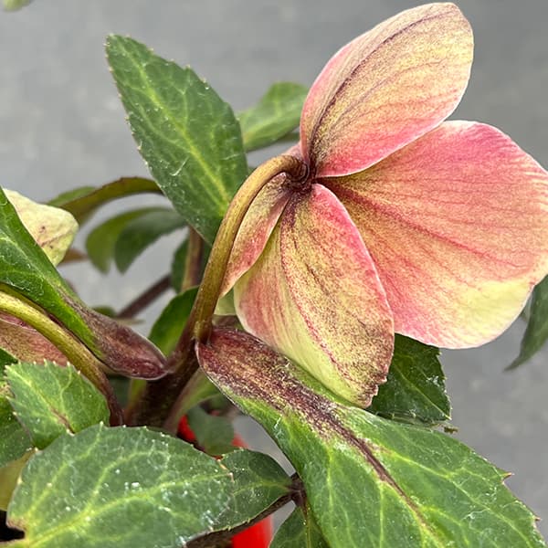 園芸ネット本店｜松村ナーセリーさんのクリスマスローズ（原種系