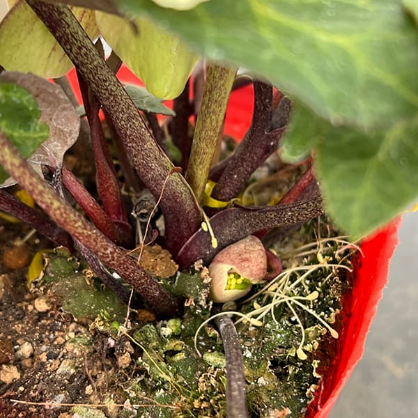 園芸ネット本店｜松村ナーセリーさんのクリスマスローズ（原種系