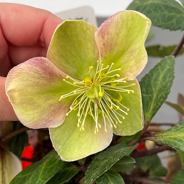 園芸ネット本店｜松村ナーセリーさんのクリスマスローズ（原種系