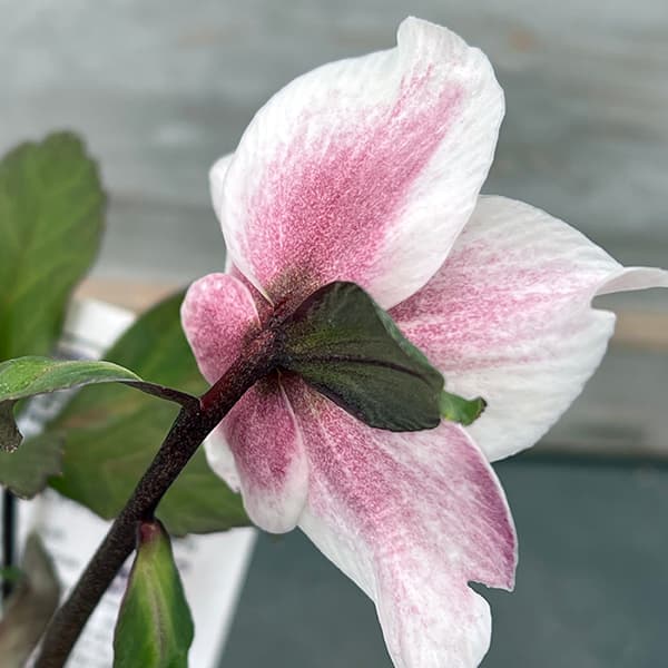 クリスローズ 原種・ハイブリッド 4株セット 原種クリスマスローズ 4種