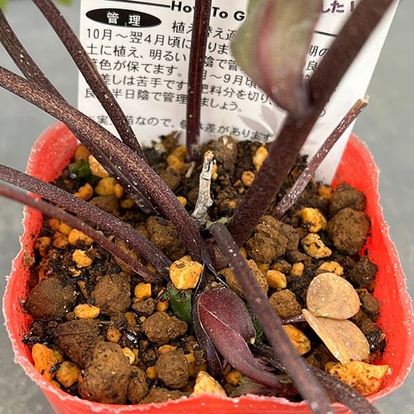 クリスローズ　原種・ハイブリッド　4株セット クリスローズ 原種・ハイブリッド 4株セット クリスローズ 原種