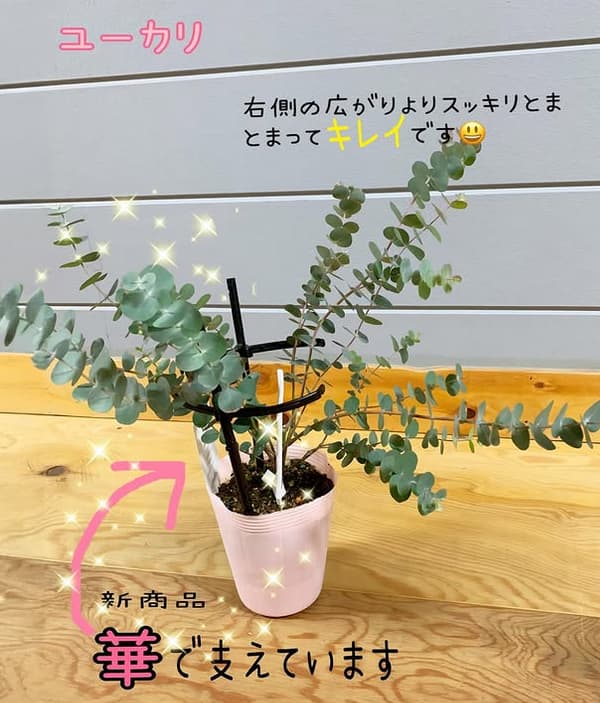 植物をまとめて支える　華／HANA-BK42