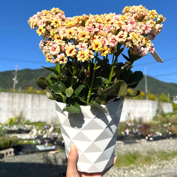 カランコエ：タイガーマジェスティック クリーム系5号鉢植え