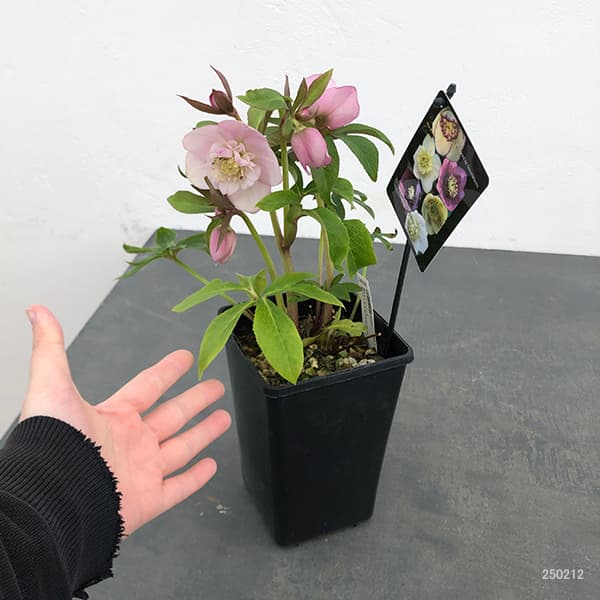 園芸ネット本店｜クリスマスローズ：セレクトセミダブル25-08／1.5L