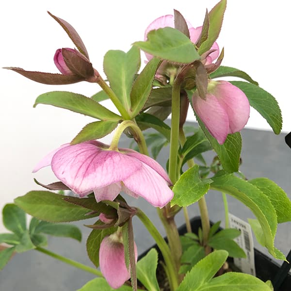 園芸ネット本店｜クリスマスローズ：セレクトセミダブル25-08／1.5L