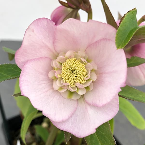 園芸ネット本店｜クリスマスローズ：セレクトセミダブル25-08／1.5L