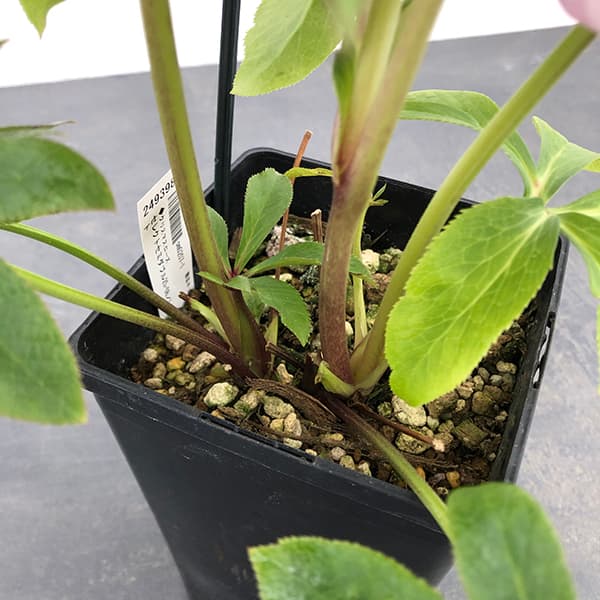 園芸ネット本店｜クリスマスローズ：セレクトセミダブル25-08／1.5L