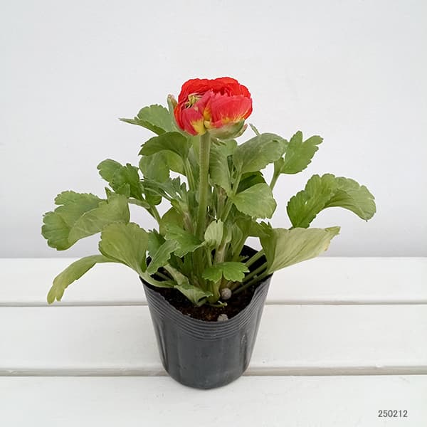 ラナンキュラス:ワンダーランドiQ:レッドバイカラー3.5号ポット
