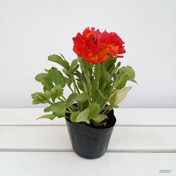 ラナンキュラス:ワンダーランドiQ:レッドバイカラー3.5号ポット