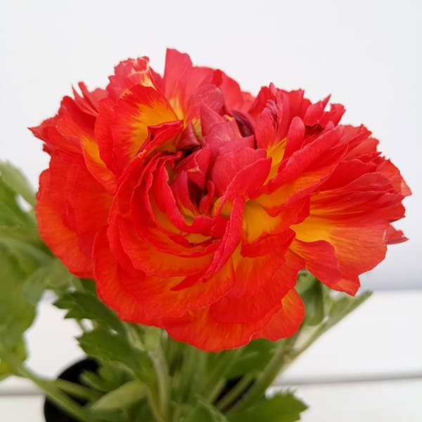 ラナンキュラス:ワンダーランドiQ:レッドバイカラー3.5号ポット