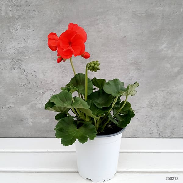 ゼラニウム： クオリティ アンソニー 4号ポット