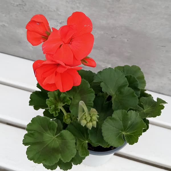 ゼラニウム： クオリティ アンソニー 4号ポット