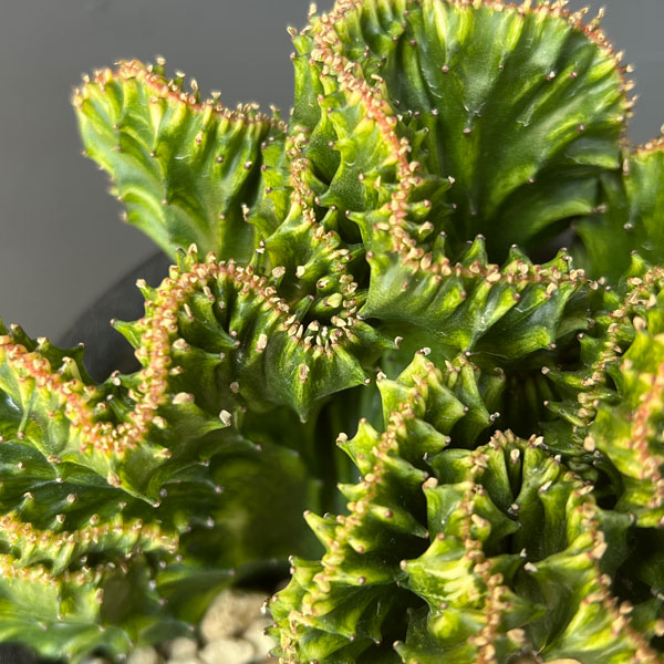 [ザ・ファームセレクト]ユーフォルビア：ラクティアマハラジャ（接ぎ降し）5号鉢植え26-06