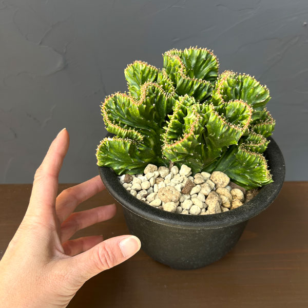 [ザ・ファームセレクト]ユーフォルビア：ラクティアマハラジャ（接ぎ降し）5号鉢植え26-06