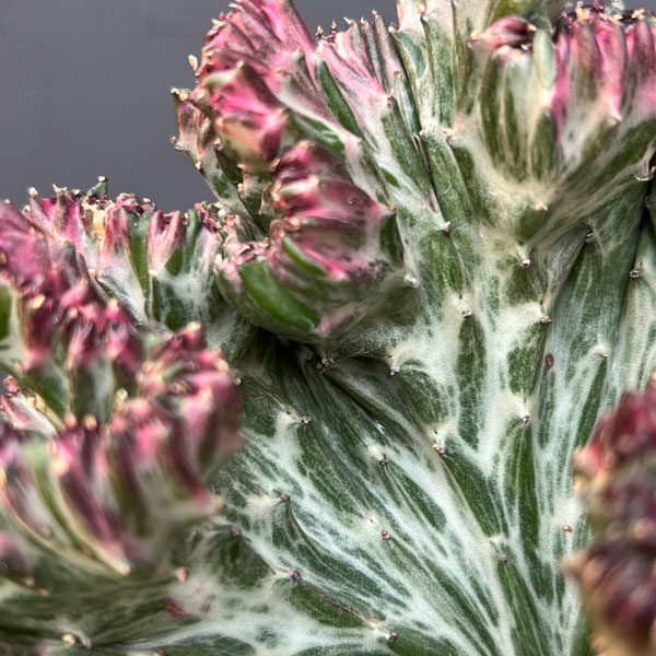 [ザ・ファームセレクト]ユーフォルビア：ラクティアマハラジャ（接ぎ降し）5号鉢植え26-03