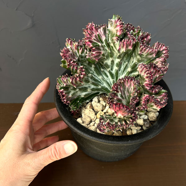 [ザ・ファームセレクト]ユーフォルビア：ラクティアマハラジャ（接ぎ降し）5号鉢植え26-03