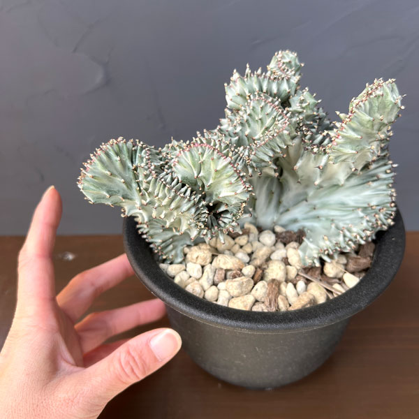 ユーフォルビア：ラクティアマハラジャ（接ぎ降し）5号鉢植え26-05