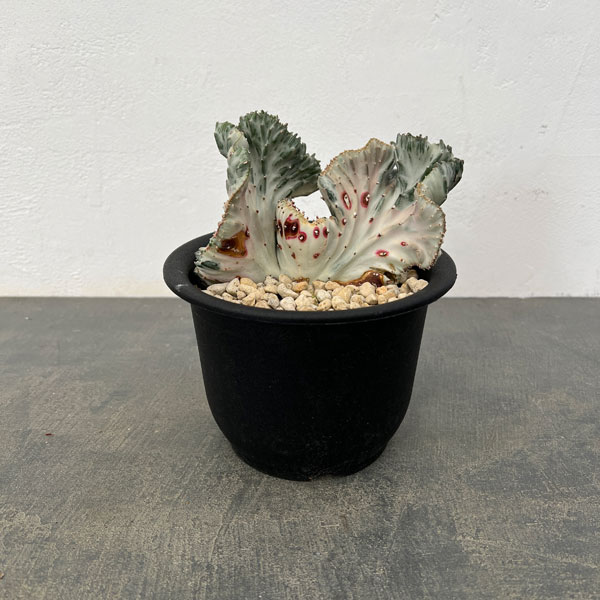 [棚卸セール]（わけあり特価）ユーフォルビア：ラクティアマハラジャホワイト（接ぎ降し）5号鉢植え25-06