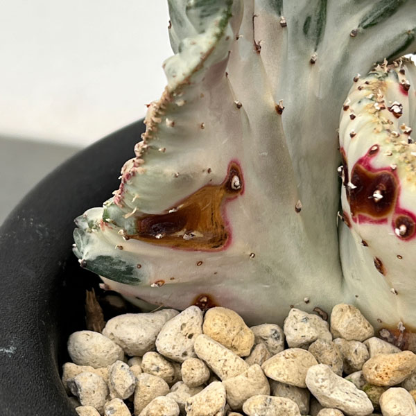 [棚卸セール]（わけあり特価）ユーフォルビア：ラクティアマハラジャホワイト（接ぎ降し）5号鉢植え25-06