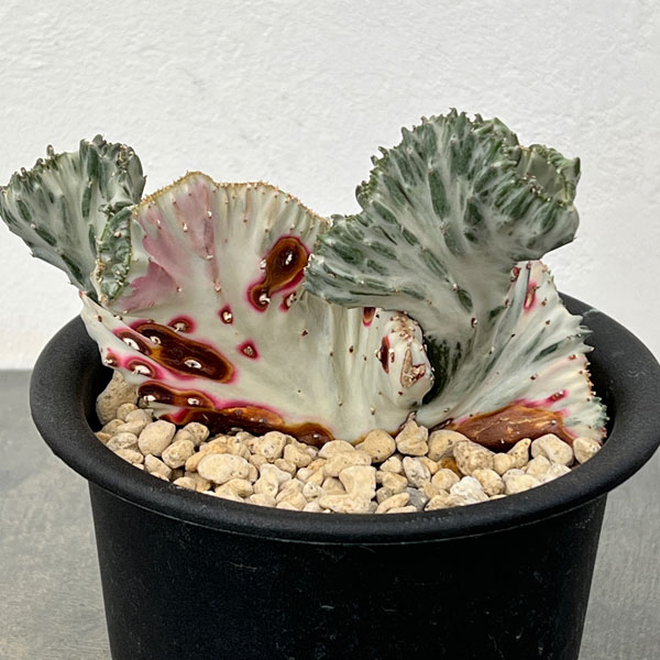 [棚卸セール]（わけあり特価）ユーフォルビア：ラクティアマハラジャホワイト（接ぎ降し）5号鉢植え25-06