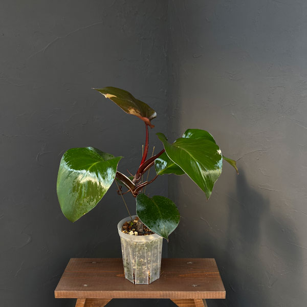 フィロデンドロン:ホワイトナイト 5号鉢植え