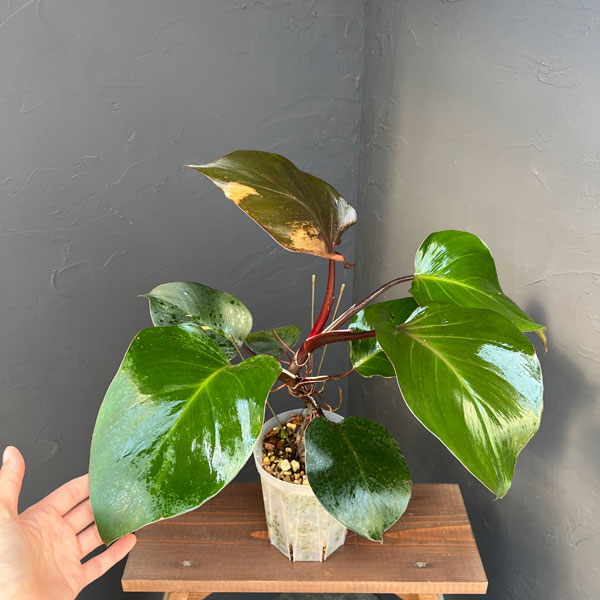 フィロデンドロン:ホワイトナイト 5号鉢植え