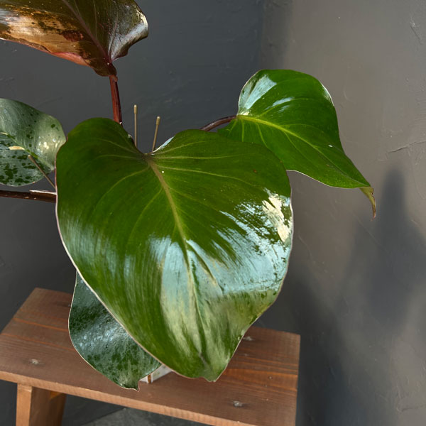 フィロデンドロン:ホワイトナイト 5号鉢植え