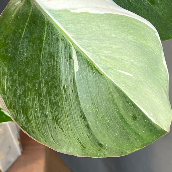 フィロデンドロン:ホワイトナイト 5号鉢植え