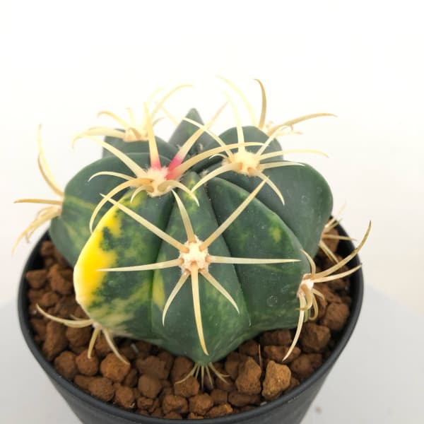 園芸ネット本店｜フェロカクタス：赤城錦 3号鉢植え の通販【公式】
